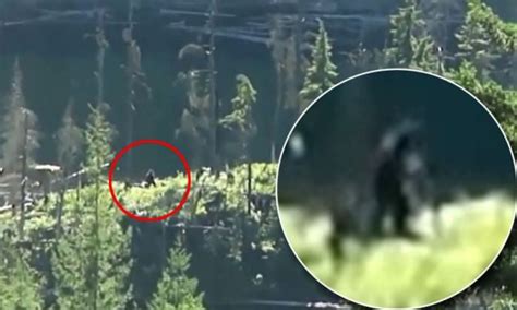 Is This Bigfoot This Eerie Footage In The Canadian Wilderness Could