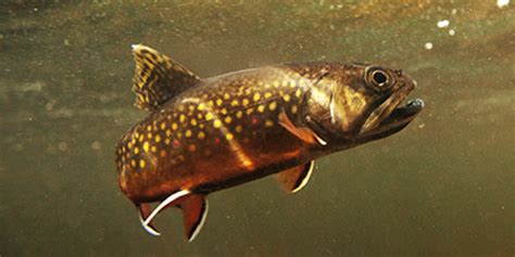 Brook Trout National Wildlife Federation
