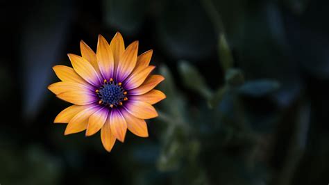 Download Wallpaper 3840x2160 Flower Yellow Closeup Macro 4k Uhd 169 Hd Background