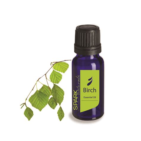 Curly Loves Essential Oils Top 10 Uses Of Birch Essential Oils