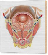 Urinary Bladder And Urethra By Asklepios Medical Atlas