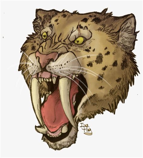 Saber Tooth Tiger Drawing I Would Love To See Them Goimages Ily