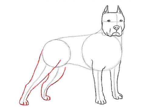 Cómo dibujar un perro Pitbull paso a paso a lápiz