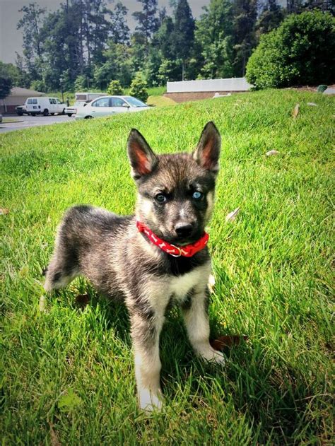 Husky German Shepherd Mix