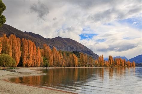 Lake Wanaka New Zealand Surrounded By Autumn Trees Stock Image