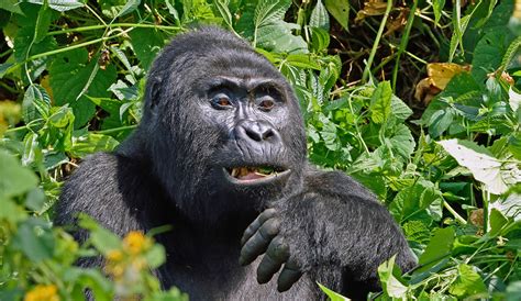 African Jungle Adventures Ltd Launches 2017 Tours To Congo Uganda