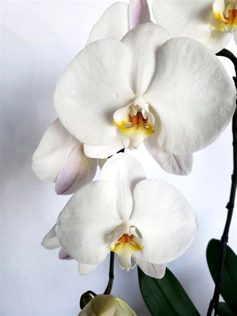 Phalaenopsis Orchid Plants — Pike Place Flowers