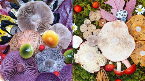 Photos Photographer Proves That Mushrooms Are Beautiful Too With