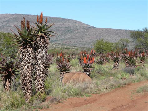 Eastern Cape Aloe Ferox Plants Images Of South Africa