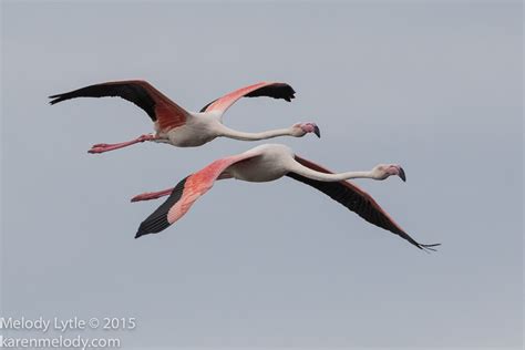Greater Flamingo South Africa September 2015 Phoeniconaias Melody