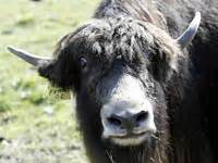 Yak - Animals Town