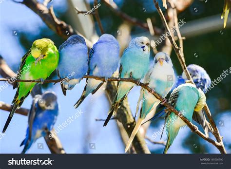 Budgie Parakeet Birds On Tree Branch Stock Photo 169295900 Shutterstock