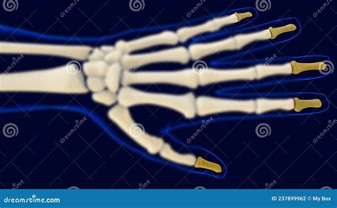 Hand Distal Phalanges Bones Anatomy For Medical Concept D Stock Illustration Illustration Of