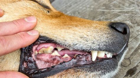 Learn about home teeth cleaning options and possible benefits in this free dental care video series from a dentist. 5 Ways To Clean Your Dog's Teeth That He Won't Hate PLUS ...