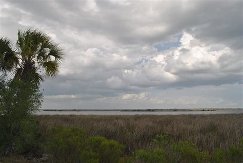 Florida Salt Marsh Dennis Heal Flickr