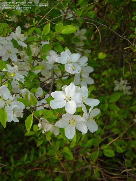 Margrethe Larsen Texas White Flowering Trees Identification Tree