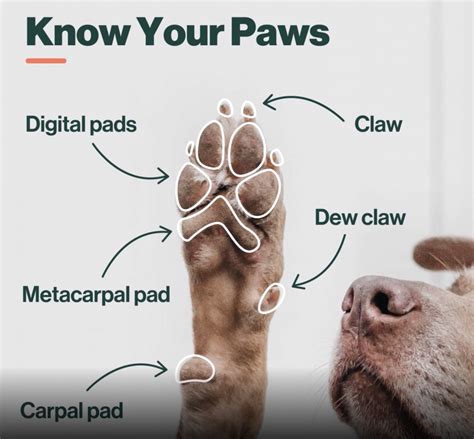 The Wonder Of Your Dogs Paws And How To Take Care Of Them The Farmer