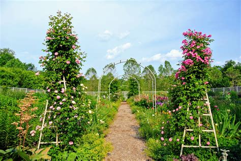 Pruning And Tying My Climbing Roses The Martha Stewart Blog