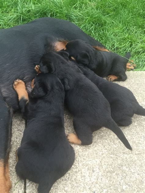 Maybe you would like to learn more about one of these? Rottweiler Puppies For Sale | New York, NY #212630