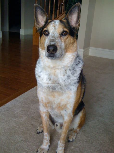 We did not find results for: Australian Cattle Dog Mix | Cattle Dogs | Pinterest