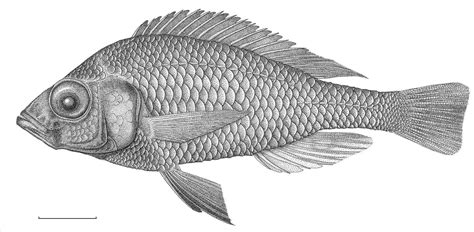 Realistic Fish Drawing At Explore Collection Of