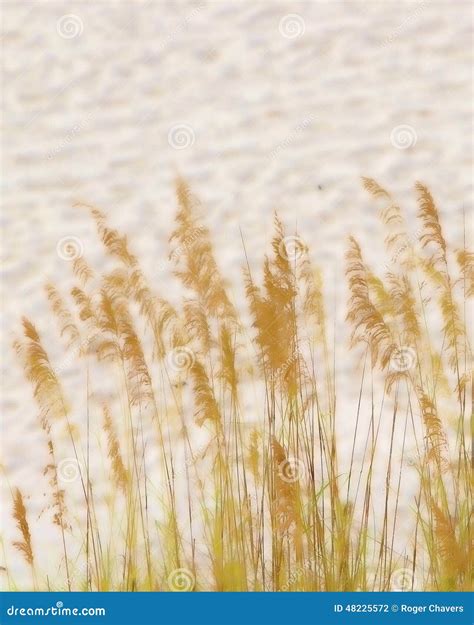 Seaside Grass Stock Photo Image Of Ocean Beach Gulf 48225572