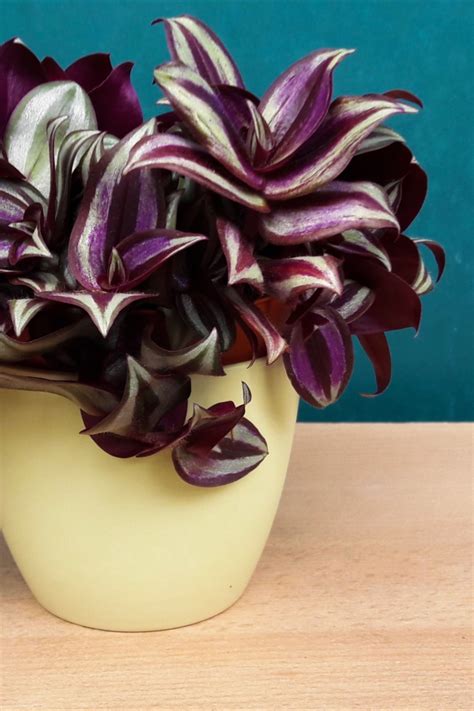 11 Best Low Light Indoor Plants For Your Home Easy Care Indoor Plants