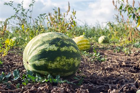 New York Times Writes Bogus Claim Of Watermelons Found On Mars