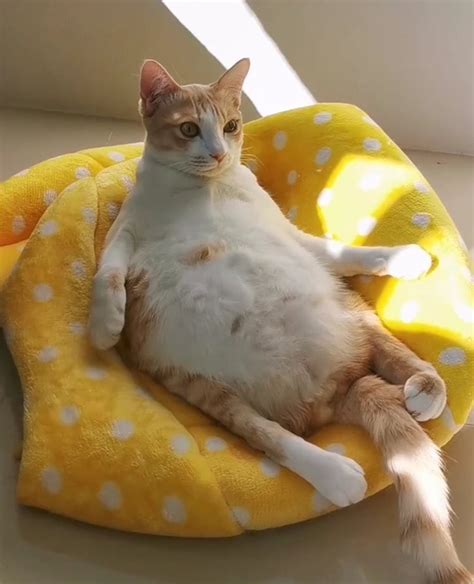 People On Twitter Share Pics Of Weirdo Cats Who Comfortably Sit In