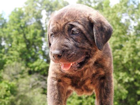 We specialize in quality cane corso imports, cane corso puppies, cane corso temperament, cane corso black, cane corso blue grey, cane corso mastiff, breeders cane corso puppy pricing. Bullmastiff Puppies For Sale | Toledo, OH #228721
