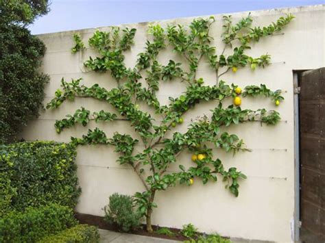How To Espalier Fruit Trees Fruit Trees In Containers Fruit Tree Images