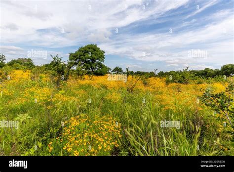 Yellow Wildflowers In A Texas Meadow Stock Photo Alamy