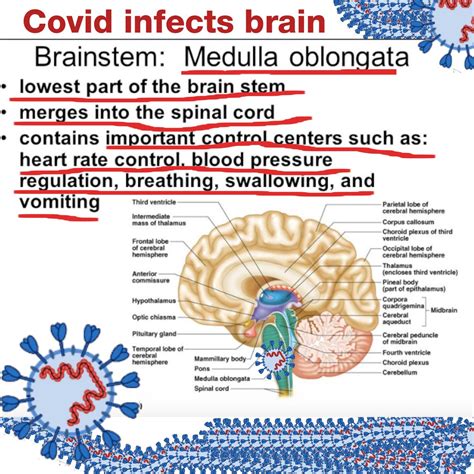 Chris Turnbull On Twitter Covid Infects Key Parts Of The Brain That Covid Infects That Contain