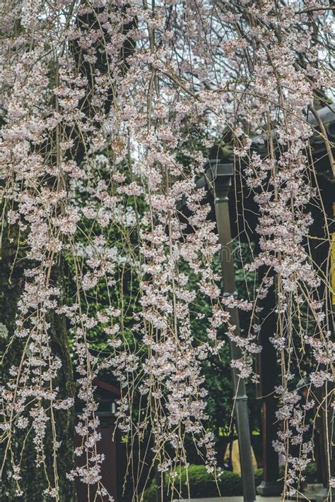 Cherry Blossoms In Kyoto In The Temples Of Daigo Ji April Stock