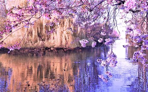 Dream Spring 2012 Water Reflection Wallpapers Hd