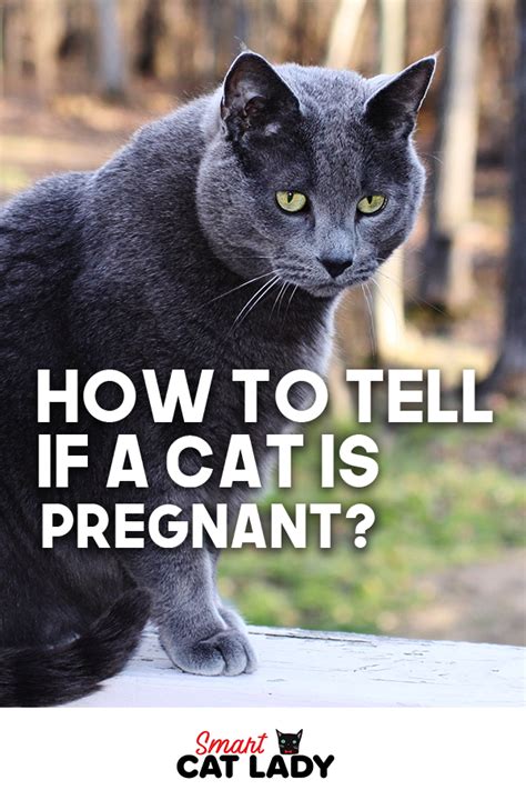 Can Cats Tell When Your Pregnant Pregnantsh