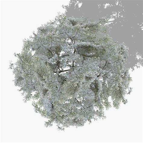 Top View Trees Part 7 Cg Textures In Landscapes 3dexport