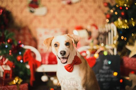 Sesión De Fotos De Mascotas Perruna Navideña En Estudio En Barcelona 8