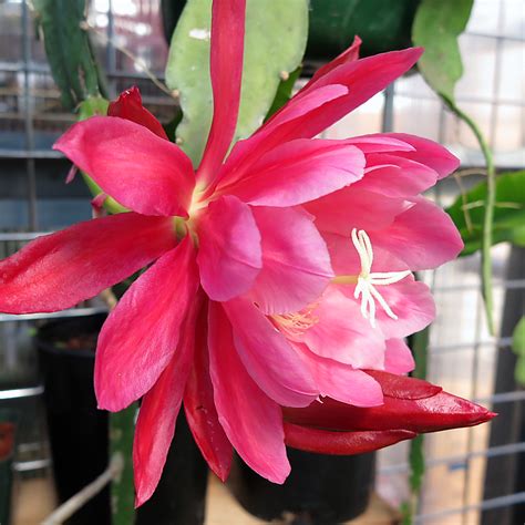This remarkable malaysian/indonesian endoparasite lives completely within its host vine, and occasionally breaks. Epiphyllum Cactus Flower - Cactus Jungle