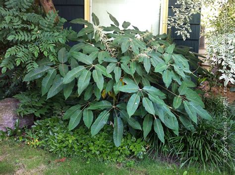 Schefflera Delavayi