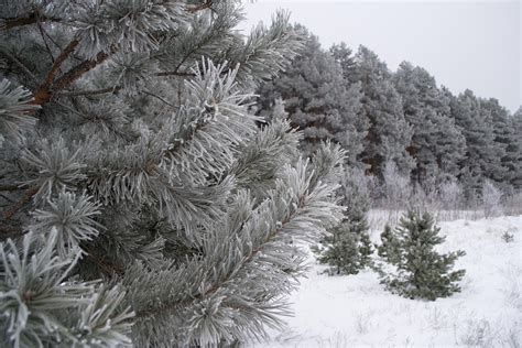 Free Images Landscape Tree Branch Cold Frost Evergreen Weather