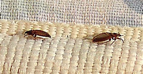 How To Treat Bed Bugs In A Comforter Orkin