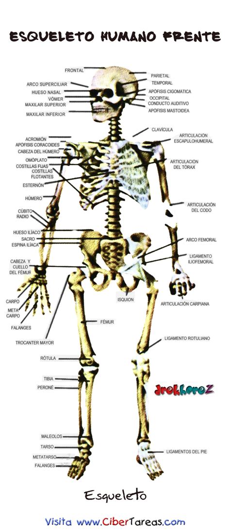 Los 206 Huesos Del Cuerpo Humano Y Sus Partes