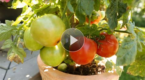 Growing Tomatoes in Containers | Growing vegetables in containers, Growing vegetables, Growing 