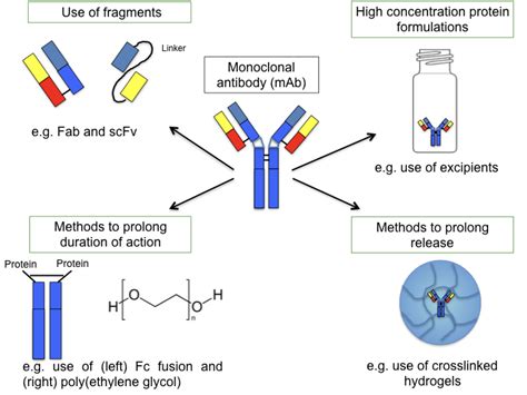 Pharmaceutics Free Full Text Overview Of Antibody Drug Delivery