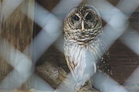October Creature Feature Learn About Three Types Of Owls That Hoot And