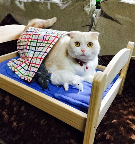 Ikea Doll Beds For Cats In 2020 Cat Sleeping Cat Bed Cats