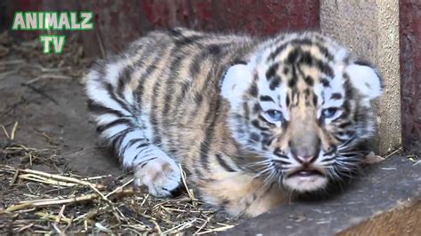 Cute Tiger Cubs Cute Baby Animals New Hd Video Youtube