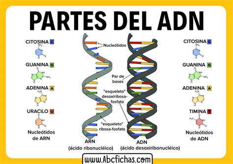 Diagrama De La Estructura Del Adn Reverasite