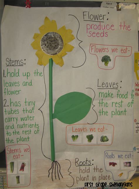 First Grade Shenanigans Plants First Grade Science Science Lessons